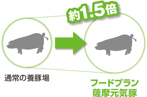 通常の養豚場→フードプラン薩摩元気豚／約1.5倍！